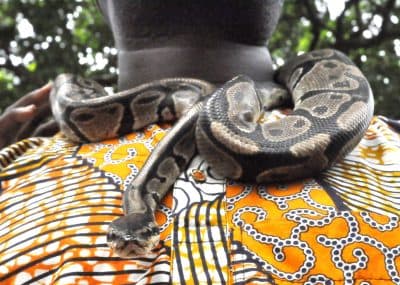Temple Python, photo 3